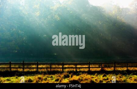 Raggi di sole che splende attraverso gli alberi su un campo con i colori autunnali England Regno Unito Foto Stock