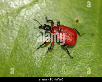 Unione Hazel foglia curculione rullo (Apoderus coryli) in posa su una foglia Foto Stock