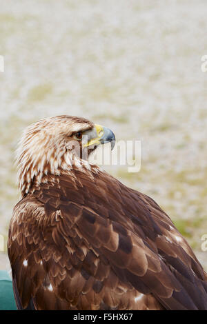 Adulto golden eagle,Aquila chrysaetos,con un background in prossimita' Foto Stock