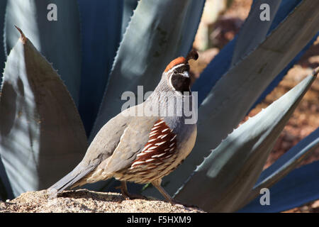 Maschio della Gambel Quaglia nella parte anteriore della pianta di agave. Foto Stock