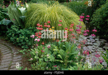 Primula Japonica e Hakonechloa Macra accanto a un piccolo ruscello in un giardino di campagna in primavera Foto Stock