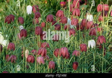 Close-up di viola Fritillaria meleagris con Fritillaris Meleagris Alba Foto Stock