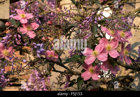 Close-up di rosa la clematide Montana crescente con la malva di glicini Foto Stock