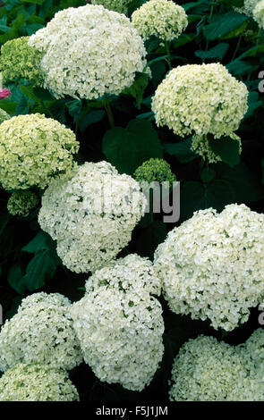 Close-up di ortensie Annabelle Foto Stock