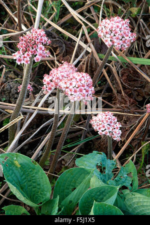 Close-up di bergenia Cordifolia con foglie di hosta Foto Stock