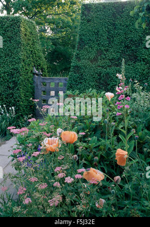 Rosa pallido e achillea foxgloves con rosa salmone poppies in un giardino estivo confine con un alto siepe tagliata Foto Stock