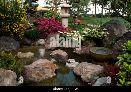 Azalea colore rosa e una di colore giallo hypericum con un bianco viburnum Plicatum accanto alla piscina con rocce in uno stile Giapponese country garden Foto Stock