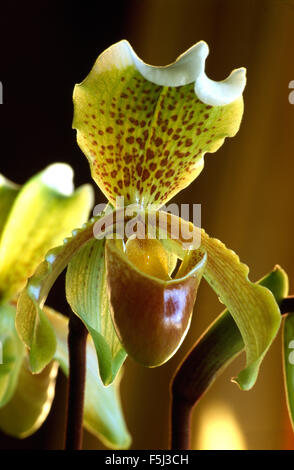 Close-up di un pallido giallo e marrone Slipper Orchid Foto Stock