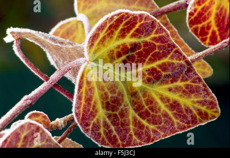 Close-up di smerigliati foglie d'edera Foto Stock