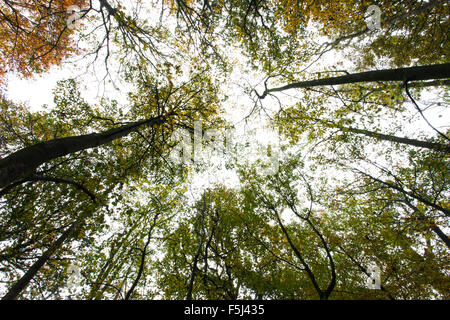 Il livello del terreno vista di alberi di alto fusto in autunno. Foto Stock