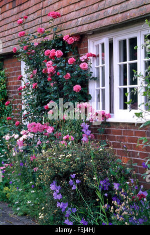 Rosa rose rampicanti sul muro di casa accanto a una finestra aperta al di sopra di un confine con blue Canterbury bells Foto Stock