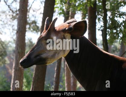 Close-up della testa di un maschio Africano Centrale Okapi (Okapia johnstoni) Foto Stock