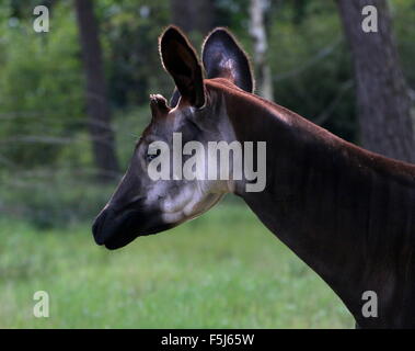 Close-up della testa di un Central African Okapi (Okapia johnstoni) Foto Stock