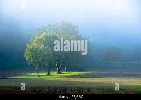 Alberi di noce di sunrise nella nebbia Foto Stock