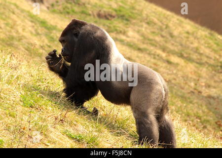 Silverback western pianura gorilla divertente se stesso in un campo Foto Stock
