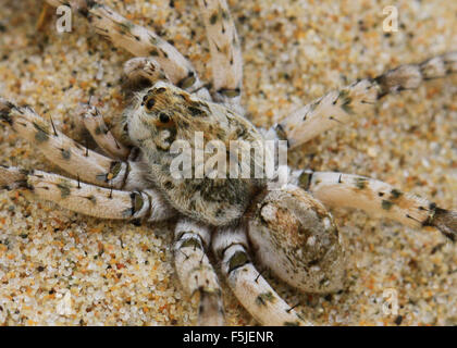 Dolomedes Tenebrosus, noto anche come la pesca o spider web vivaio spider, su di una spiaggia di sabbia in Michigan Foto Stock