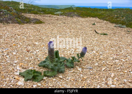 Golets. Vista dalle montagne al mare di Bering. Golets e tundra vegetetion Foto Stock