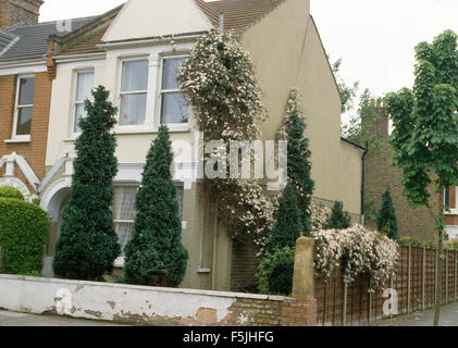 Le conifere che crescono in giardino frontale di semi-detached Edwardian townhouse con un clematide rosa sulla parete Foto Stock