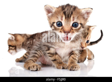 Piccoli cuccioli a strisce Foto Stock