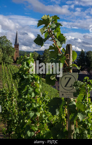 Vitigni Riesling appartenenti al Weingut Zilliken, Saarburger Rausch vigneto, Saarburg, Renania-Palatinato, Germania Foto Stock