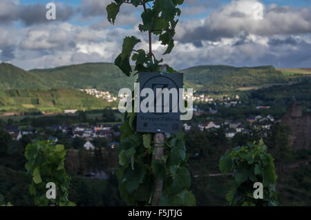 Vitigni Riesling appartenenti al Weingut Zilliken, Saarburger Rausch vigneto, Saarburg, Renania-Palatinato, Germania Foto Stock