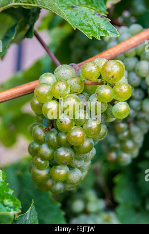 Un mazzetto di maturazione uve Riesling a fine settembre, Saarburger Rausch vigneto, Saarburg, Renania-Palatinato, Germania Foto Stock