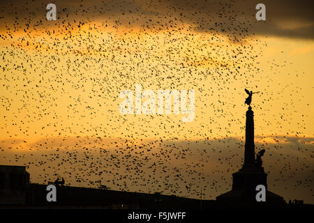 Aberystwyth, Wales, Regno Unito, 05 novembre 2015. In corsa per il ricordo di domenica, un gregge di storni di mosche intorno a Aberystwyth iconici memoriale di guerra al tramonto ogni sera tra ottobre e marzo di decine di migliaia di uccelli volare in enormi murmurations nel cielo sopra la città prima di stabilirsi a roost per la notte della ghisa alle gambe del lungomare vittoriano Pier. Aberystwyth è uno di soltanto una manciata di urbano starling posatoi nel Regno Unito foto Keith Morris / Alamy Live news Foto Stock