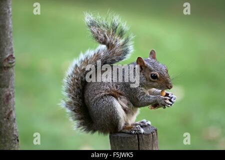 Fame in gravidanza mangiare scoiattolo nocciolina (Arachis hypogea), seduti su un ceppo di albero, in St James's Royal Park London Inghilterra England Foto Stock