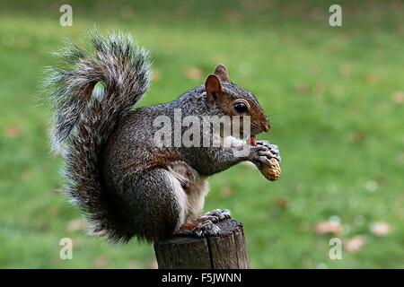 Fame in gravidanza mangiare scoiattolo nocciolina (Arachis hypogea), seduti su un ceppo di albero, in St James's Royal Park London Inghilterra England Foto Stock