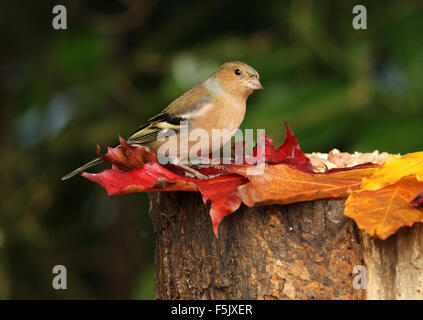 Close up di un maschio di fringuello su un ceppo di albero con foglie di autunno Foto Stock