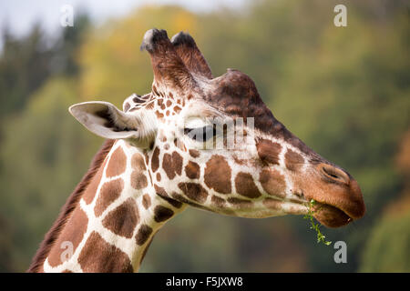 Close up foto di giovani carino giraffe al pascolo, Giraffa camelopardalis reticulata Foto Stock