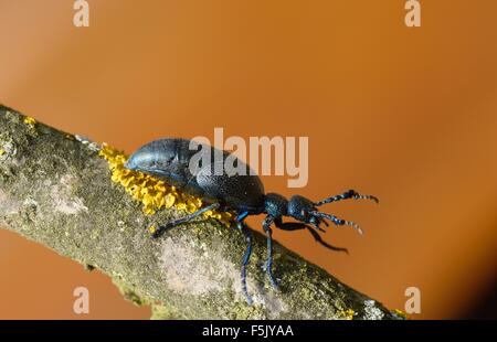 Olio violetto beetle (Meloe tendente al violaceo), Austria Inferiore, Austria Foto Stock