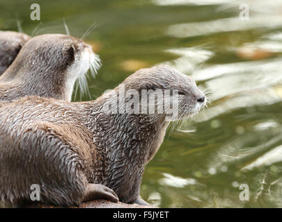 Una coppia di sleepy Oriental Short-Clawed lontre di fiume in autunno Foto Stock