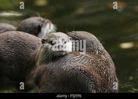 Una coppia di Oriental Short-Clawed lontre coccole Foto Stock