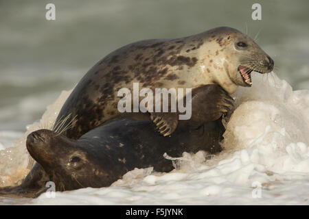 Le foche grigie a giocare tra il serf, Norfolk, Regno Unito. Foto Stock