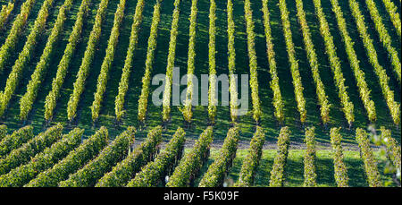 Vigneti - paesaggio geometrico in vigna di Bordeaux Foto Stock