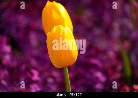 Tulipano giallo contro sfondo sfocato di fiori viola Foto Stock