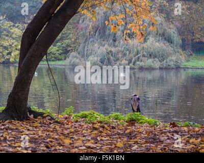 Un Airone in St James Park Foto Stock