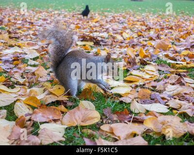 Uno scoiattolo sguardi curiosi mentre i dadi di seppellimento nelle foglie di autunno Foto Stock