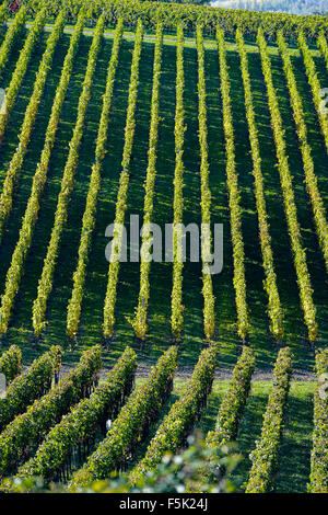 Vigneti - paesaggio geometrico in vigna di Bordeaux Foto Stock