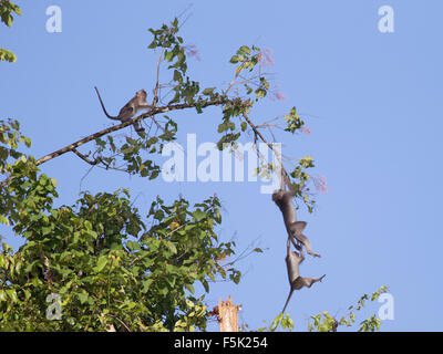 Wild macachi in Borneo giocando nella giungla intorno al fiume Kinabatangan Foto Stock