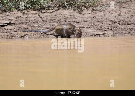 Macaque selvatici in Borneo bere da sul fiume Kinabatangan Foto Stock