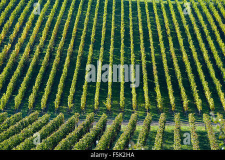 Vigneti - paesaggio geometrico in vigna di Bordeaux Foto Stock