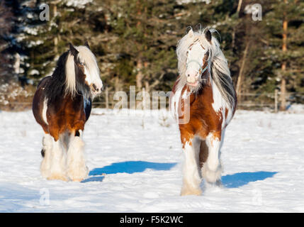 Irish Tinker cavallo Foto Stock