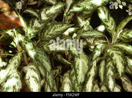 Close-up di una Dieffenbachia Foto Stock