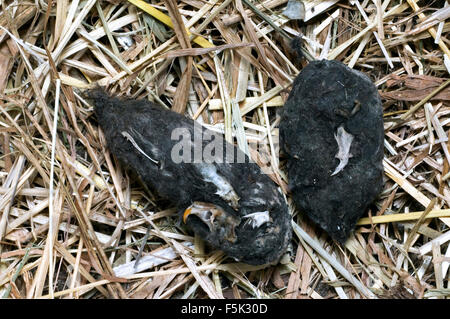 Il barbagianni (Tyto alba) Agglomerati in forma di pellets in hay mostra teschi e le ossa dei topi Foto Stock