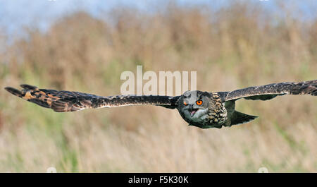 Gufo reale / Europea gufo reale (Bubo bubo) volando sul prato Foto Stock