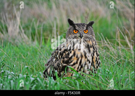 Gufo reale / Europea gufo reale (Bubo bubo) seduto in erba di prato Foto Stock