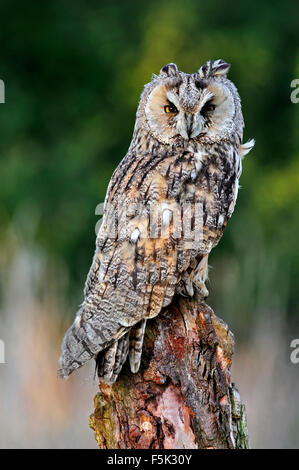 Gufo comune (Asio otus) appollaiato sul ceppo di albero nel prato di foresta di bordo Foto Stock