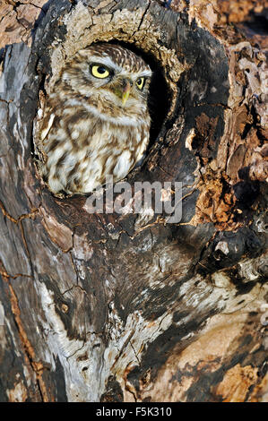 Civetta (Athene noctua) guardando attraverso il foro di nido nel vecchio albero Foto Stock
